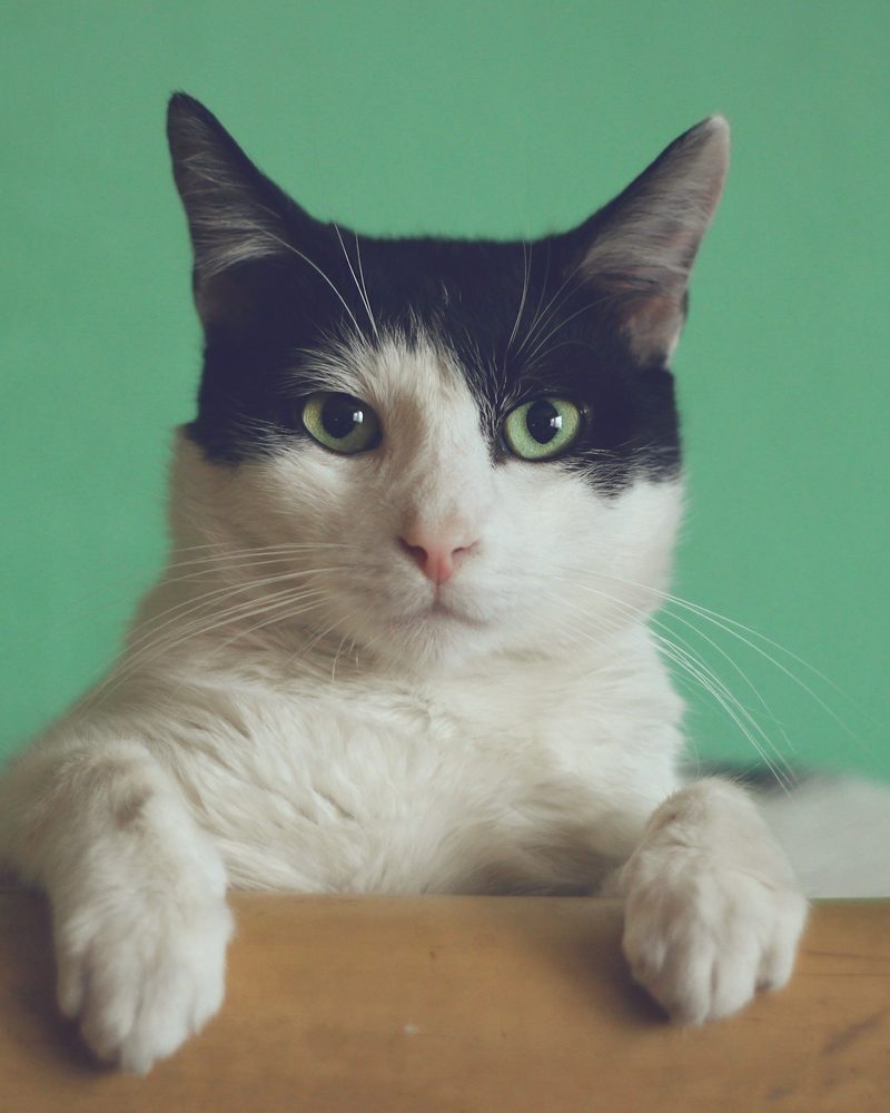 A black and white cat at rest on a wooden ledge