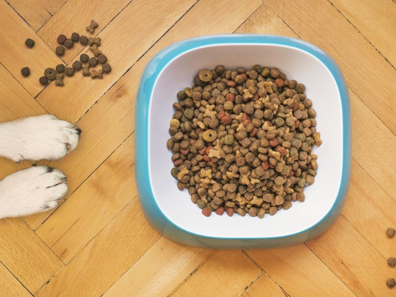 A dog waiting beside its bowl for a portioned meal